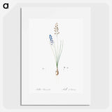 Autumn squill illustration - Pierre Joseph Redouté Poster.
