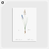 アートポストカード-Autumn squill illustration - ピエール ジョゼフ ルドゥーテ Postcard.