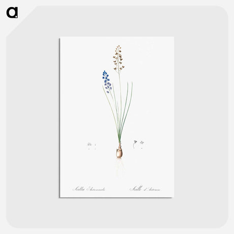アートポストカード-Autumn squill illustration - ピエール ジョゼフ ルドゥーテ Postcard.