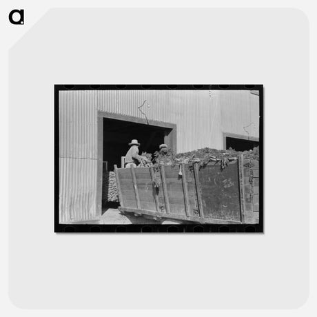 アートポストカード-Unloading Carrots
 - ラッセル リー Postcard.