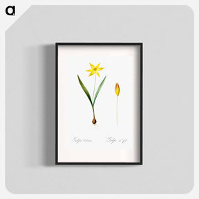 アートポスター-Tulipa celsiana illustration - ピエール ジョゼフ ルドゥーテ Poster.