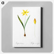 アートパネル-Tulipa celsiana illustration - ピエール ジョゼフ ルドゥーテ Canvas.