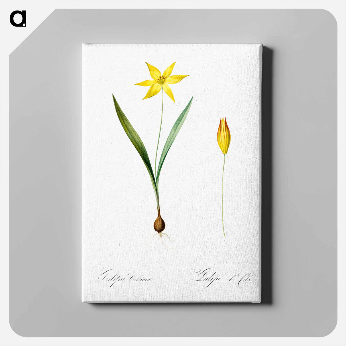 アートパネル-Tulipa celsiana illustration - ピエール ジョゼフ ルドゥーテ Canvas.
