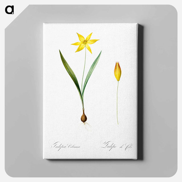 アートパネル-Tulipa celsiana illustration - ピエール ジョゼフ ルドゥーテ Canvas.