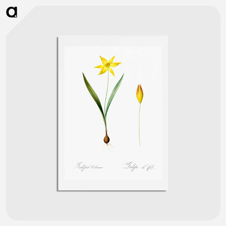 アートポストカード-Tulipa celsiana illustration - ピエール ジョゼフ ルドゥーテ Postcard.