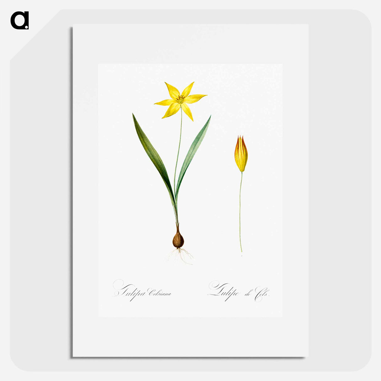 Tulipa celsiana illustration - ピエール ジョゼフ ルドゥーテ Poster.