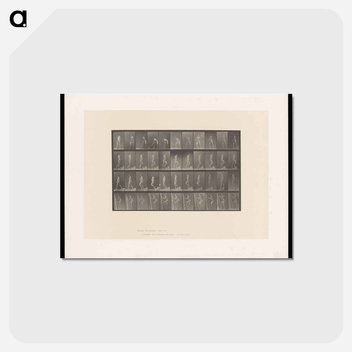 アートポストカード-Naked Man: Motion Study
 - エドワード マイブリッジ Postcard.