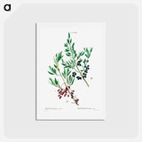 アートポストカード-Wild olive - ピエール ジョゼフ ルドゥーテ Postcard.