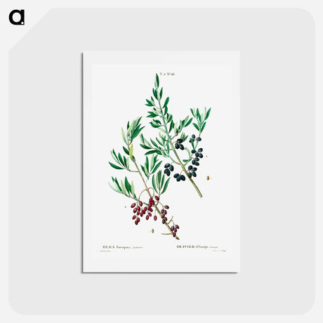 アートポストカード-Wild olive - ピエール ジョゼフ ルドゥーテ Postcard.