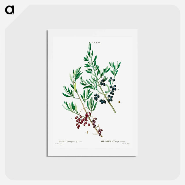 アートポストカード-Wild olive - ピエール ジョゼフ ルドゥーテ Postcard.