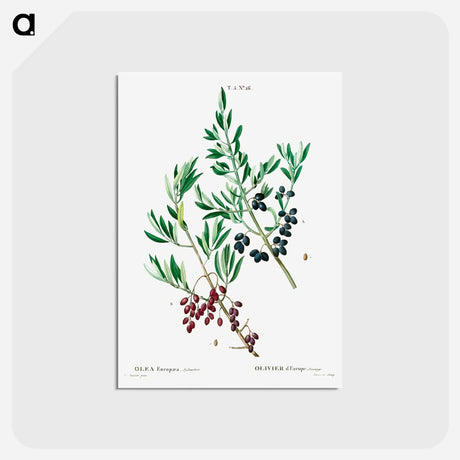 アートポストカード-Wild olive - ピエール ジョゼフ ルドゥーテ Postcard.