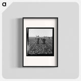 Gang of Filipino boys thinning lettuce - Dorothea Lange Poster.