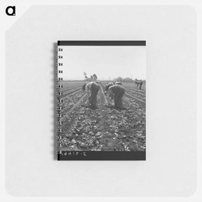 アートメモ帳-Gang of Filipino boys thinning lettuce - ドロテア ラング Memo.