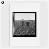 Gang of Filipino boys thinning lettuce - Dorothea Lange Poster.