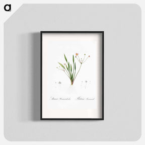 アートポスター-Lesser water-plantain illustration - ピエール ジョゼフ ルドゥーテ Poster.