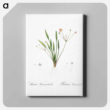 アートパネル-Lesser water-plantain illustration - ピエール ジョゼフ ルドゥーテ Canvas.