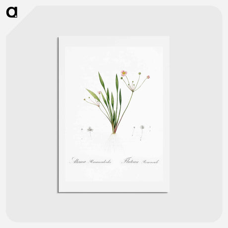 アートポストカード-Lesser water-plantain illustration - ピエール ジョゼフ ルドゥーテ Postcard.