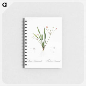 アートメモ帳-Lesser water-plantain illustration - ピエール ジョゼフ ルドゥーテ Memo.