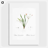 Lesser water-plantain illustration - Pierre Joseph Redouté Poster.
