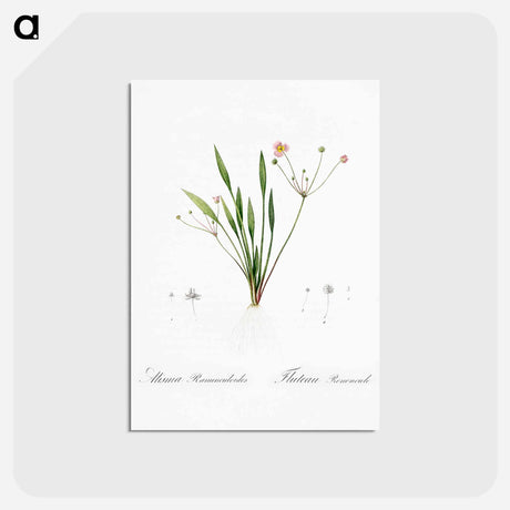 アートポストカード-Lesser water-plantain illustration - ピエール ジョゼフ ルドゥーテ Postcard.