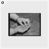 アートポストカード-Worms
 - ラッセル リー Postcard.