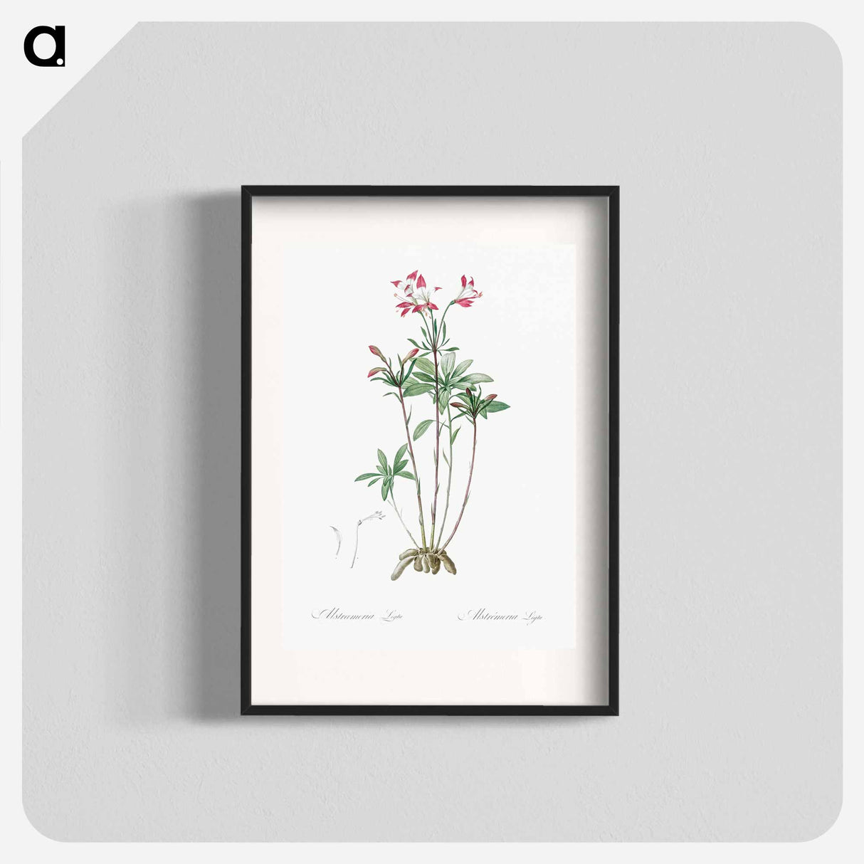 Lily of the Incas - Pierre-Joseph Redouté Poster.