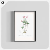 Lily of the Incas - Pierre-Joseph Redouté Poster.