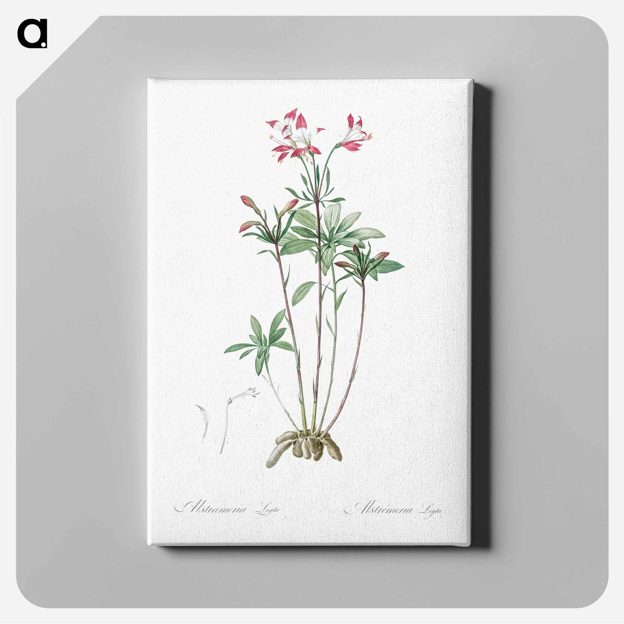 アートパネル-Lily of the Incas - ピエール ジョゼフ ルドゥーテ Canvas.