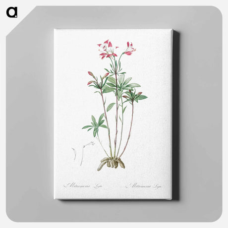 アートパネル-Lily of the Incas - ピエール ジョゼフ ルドゥーテ Canvas.