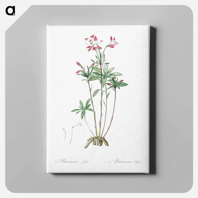 アートパネル-Lily of the Incas - ピエール ジョゼフ ルドゥーテ Canvas.