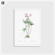 アートポストカード-Lily of the Incas - ピエール ジョゼフ ルドゥーテ Postcard.