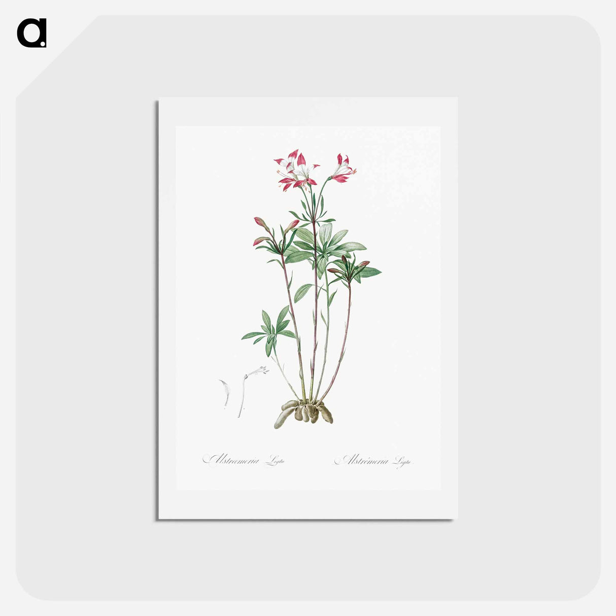 アートポストカード-Lily of the Incas - ピエール ジョゼフ ルドゥーテ Postcard.