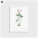 アートポストカード-Lily of the Incas - ピエール ジョゼフ ルドゥーテ Postcard.