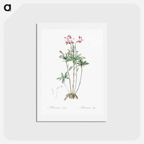 アートポストカード-Lily of the Incas - ピエール ジョゼフ ルドゥーテ Postcard.
