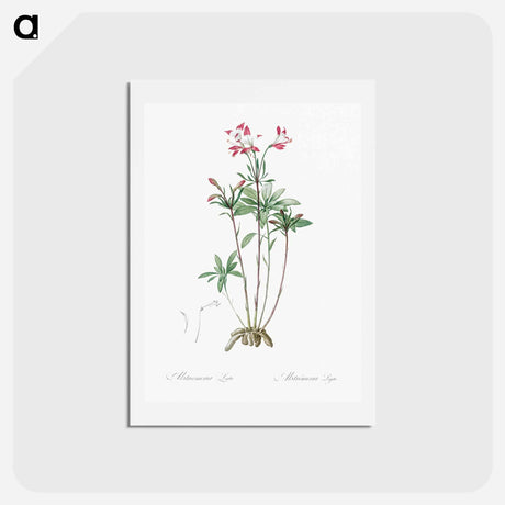 アートポストカード-Lily of the Incas - ピエール ジョゼフ ルドゥーテ Postcard.