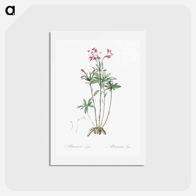 アートポストカード-Lily of the Incas - ピエール ジョゼフ ルドゥーテ Postcard.