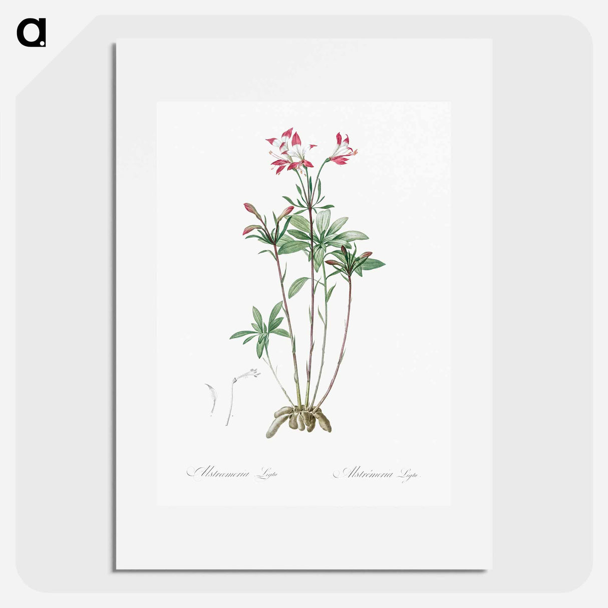 Lily of the Incas - Pierre-Joseph Redouté Poster.