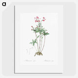 Lily of the Incas - Pierre-Joseph Redouté Poster.