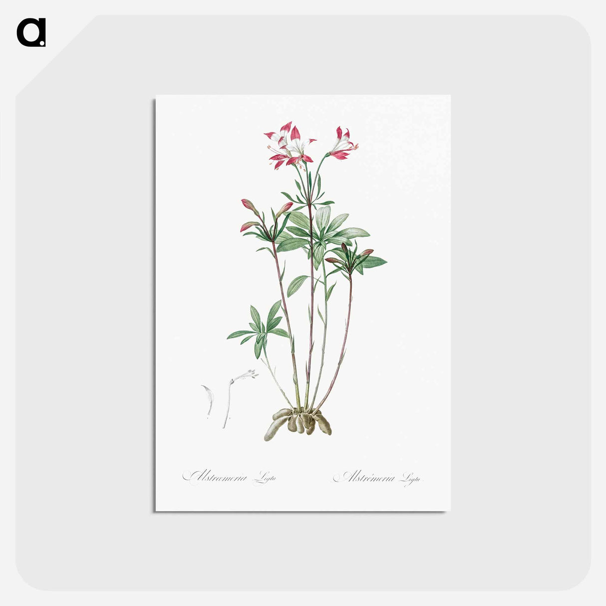 アートポストカード-Lily of the Incas - ピエール ジョゼフ ルドゥーテ Postcard.
