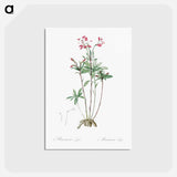 アートポストカード-Lily of the Incas - ピエール ジョゼフ ルドゥーテ Postcard.