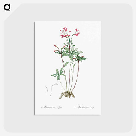 アートポストカード-Lily of the Incas - ピエール ジョゼフ ルドゥーテ Postcard.