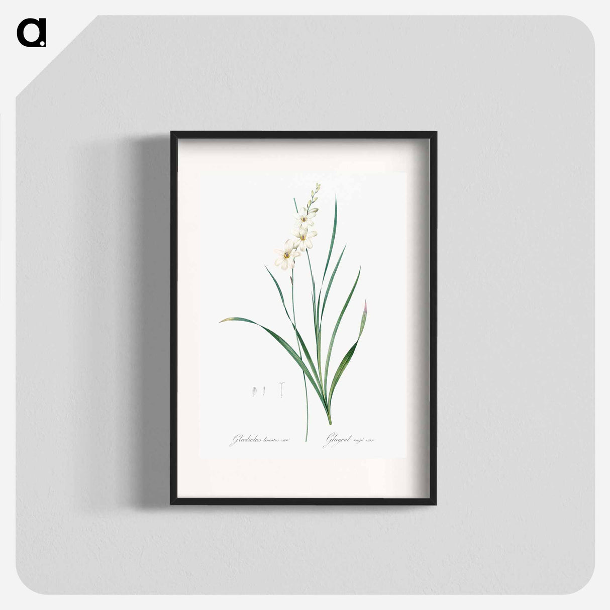 Gladiolus lineatus illustration - Pierre Joseph Redouté Poster.