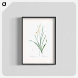 Gladiolus lineatus illustration - Pierre Joseph Redouté Poster.