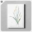 アートパネル-Gladiolus lineatus illustration - ピエール ジョゼフ ルドゥーテ Canvas.