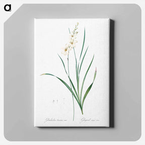アートパネル-Gladiolus lineatus illustration - ピエール ジョゼフ ルドゥーテ Canvas.