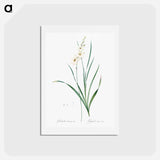 アートポストカード-Gladiolus lineatus illustration - ピエール ジョゼフ ルドゥーテ Postcard.