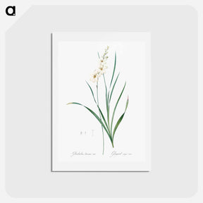 アートポストカード-Gladiolus lineatus illustration - ピエール ジョゼフ ルドゥーテ Postcard.