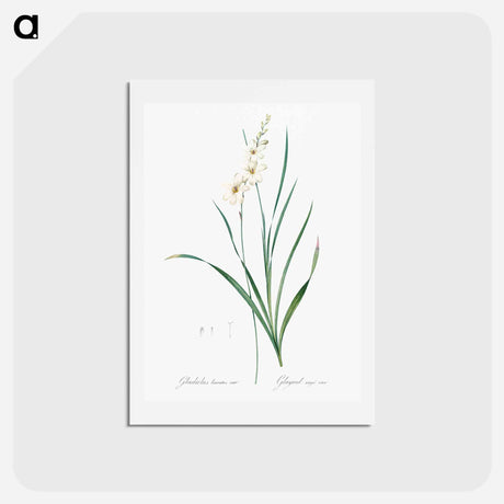 アートポストカード-Gladiolus lineatus illustration - ピエール ジョゼフ ルドゥーテ Postcard.