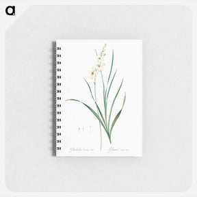 アートメモ帳-Gladiolus lineatus illustration - ピエール ジョゼフ ルドゥーテ Memo.