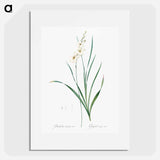 Gladiolus lineatus illustration - Pierre Joseph Redouté Poster.